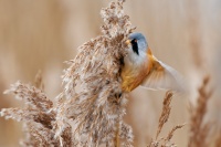 Sykorice vousata - Panurus biarmicus - Bearded Reedling o3599